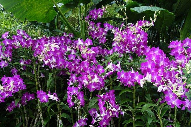 057-OrchidGarden.jpg 