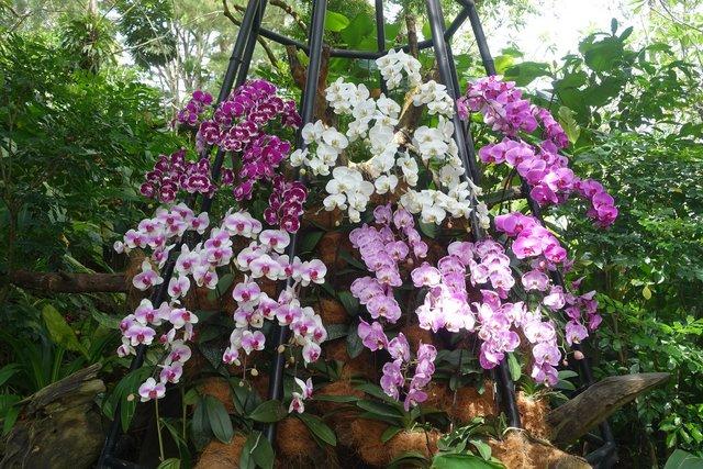 076-OrchidGarden.jpg 