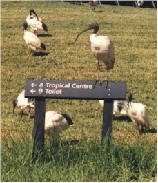 Ibis-klein.jpg (29008 Byte)