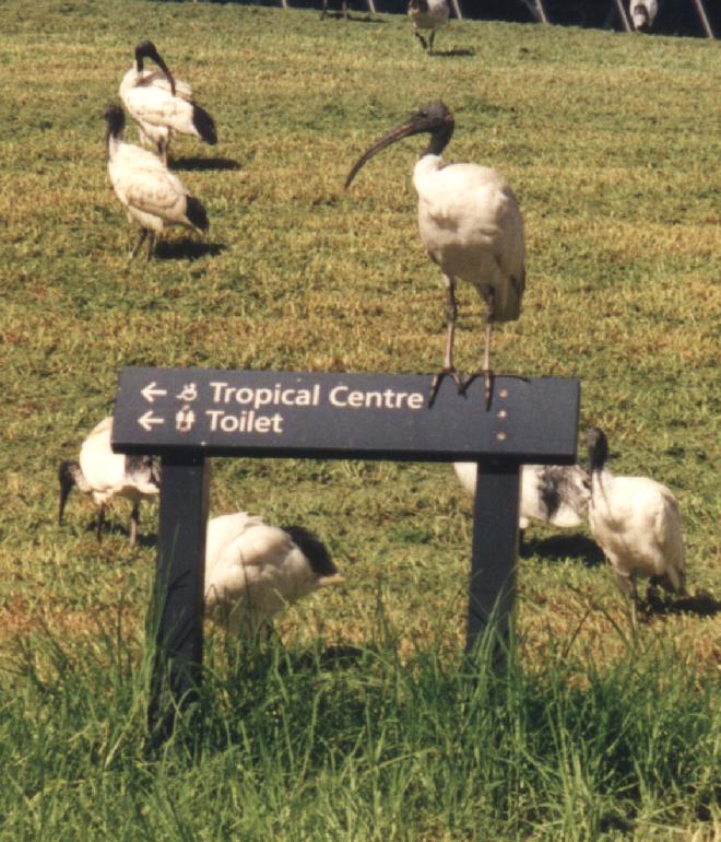 Ibis.JPG (101278 Byte)