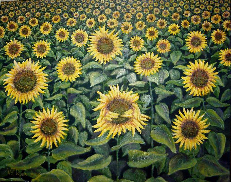 Sonnenblumen2 Sonnenblumen, die Schüchterne<br><p><br>Öl auf Leinwand, 40 x 50 cm