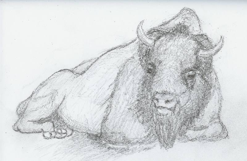 Bison_01 Bison 1<br><p><br>Bleistift auf Papier