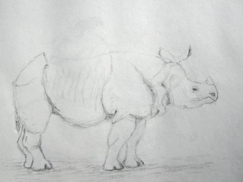 Nashorn_08 Nashorn 8<br><p><br>Bleistift auf Papier