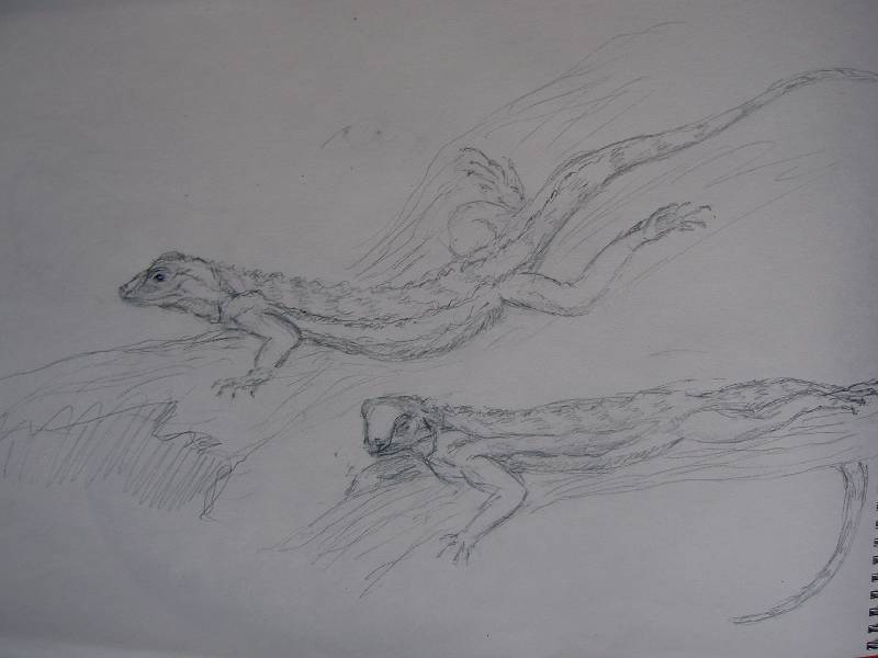 Nashornleguan_06 Nashornleguan 6<br><p><br>Bleistift auf Papier