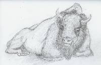 Bison_01 Bison 1