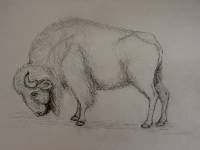 Bison_02 Bison 2