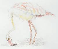 Flamingo_01 Flamingo 1