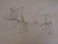 Nashorn_06 Nashorn 6