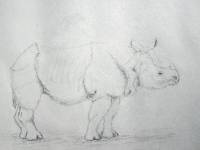 Nashorn_08 Nashorn 8