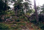 im Wald der Moosmütterlein