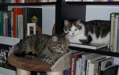 Lesen bildet