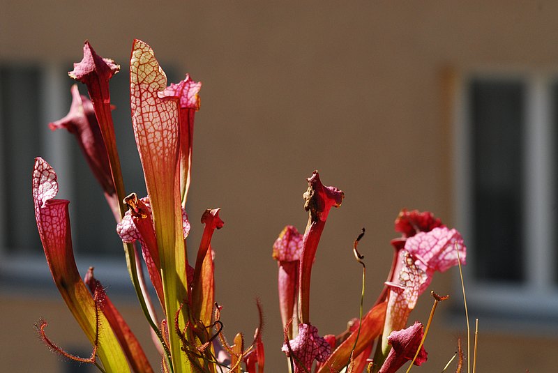 dsc_5354_Sarracenia_judith_soper.jpg
