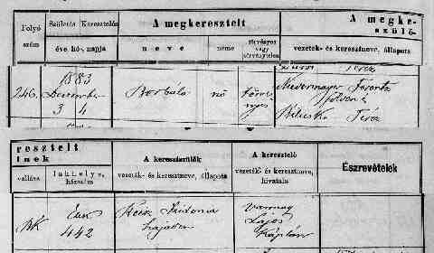 NIEDERMAYER Borb�la sz�l. ak 1883-12-04