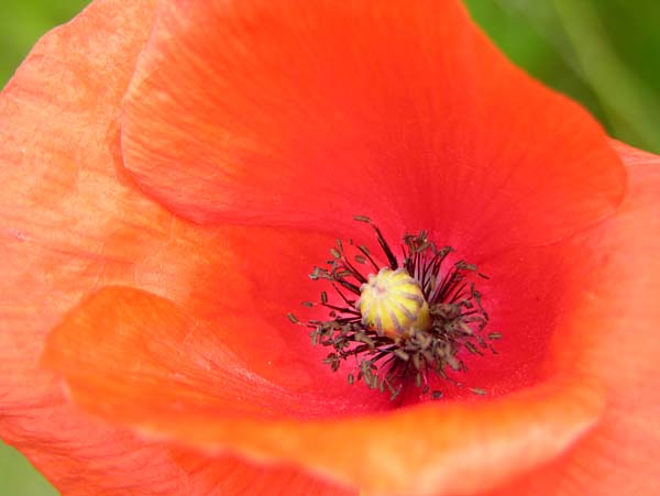 mohnblume