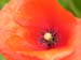 mohnblume