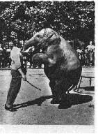 Indischer Elefant Sch&ouml;nbrunn
