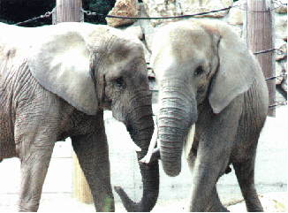 Drumbo mit Jumbo