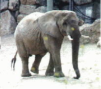 Jumbo Seite