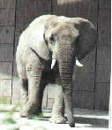 Jumbo Vorne