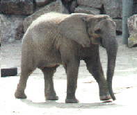 Sabi