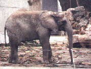 Tonga Seite
