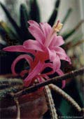Aporocactus flagelliformis (45 KB)  2000-2002 Norbert Anderwald