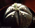 seedling of Euphorbia obesa with five ribs instead of the usual eight (and with female flowers) (38 kB)  2000-2002 Norbert Anderwald