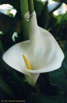 Zantedescia spec.: inflorescence (39kB)  2000-2002 Norbert Anderwald