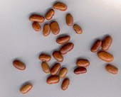 kleine braune Bohnen für den Sterz, Foto Kopeszki