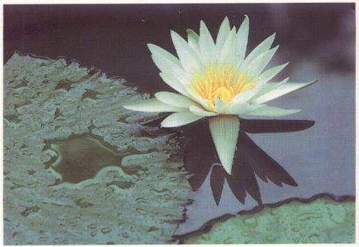 seerose