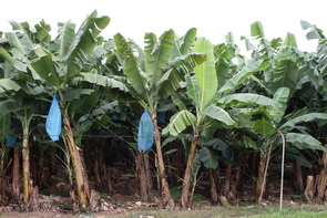 20140124_333 CR, Puerto Limon, Bananen-Plantage.JPG