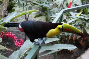 20140124_341 CR, Puerto Limon, Tucan.JPG