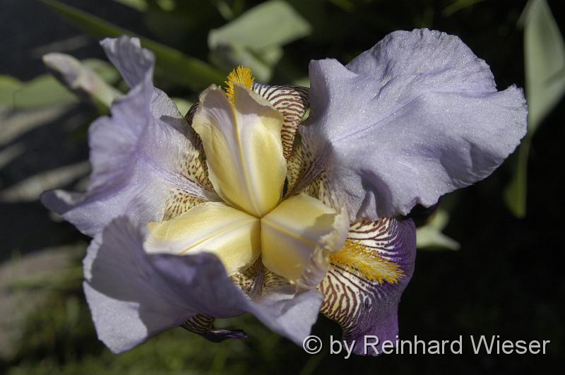 Iris_01.JPG - Iriskblüte