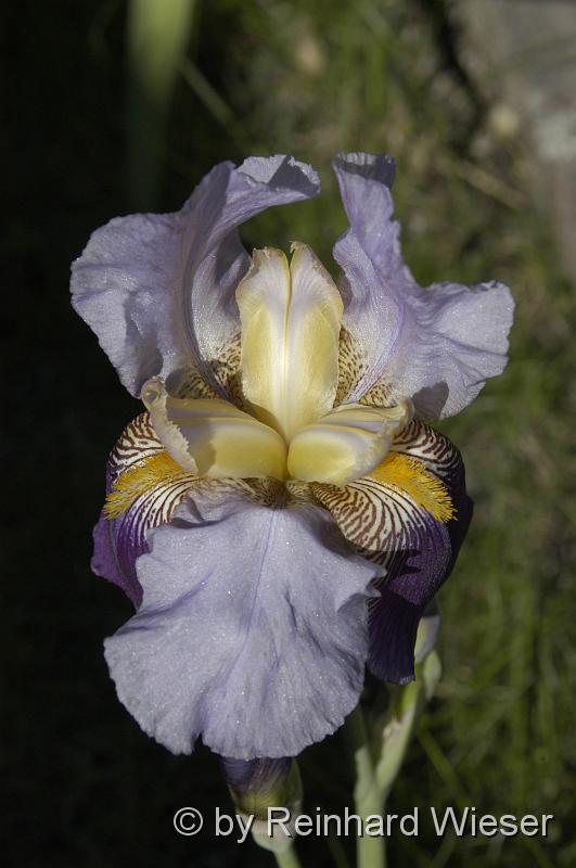 Iris_02.JPG - Iriskblüte