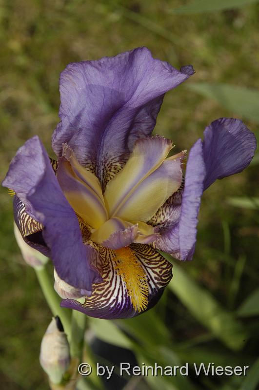 Iris_03.JPG - Iriskblüte