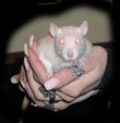 Lady Amalthea