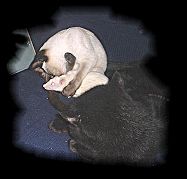Tierliebe