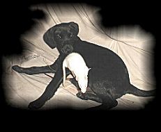 Tierliebe