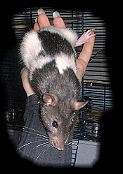 Balu