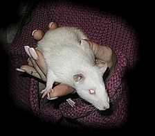Kasimir