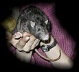 Humphrey