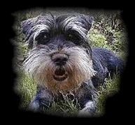 Murphey