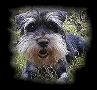 Murphey