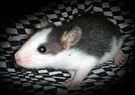 Little