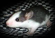 Little
