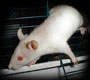 Peanut