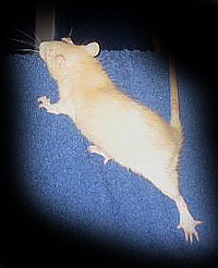 Pfitzer