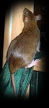 Pinsel