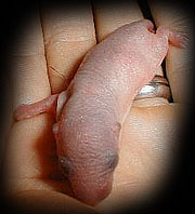 Namenloser Wurm