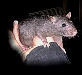 Xanthippe